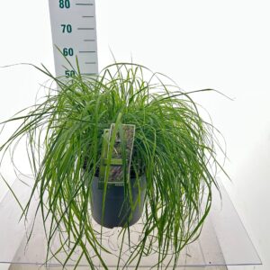 Pennisetum alopecuroides Pennisetum alopecuroides 'Black Beauty'
(1 Plants/Order)(29cmP 60cmH)
