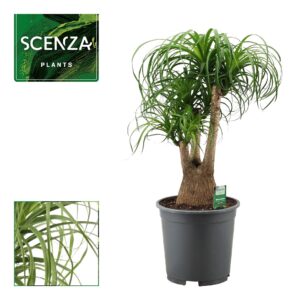 Nolina recurvata Beaucarnea busch 27 cm (Scenza)
(1 Plants/Order)(27cmP 80cmH)
