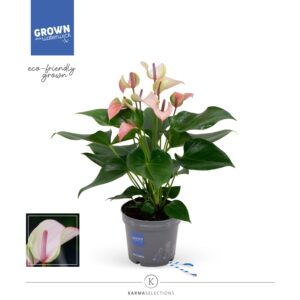 Anthurium Karma Hotlips Anthurium - KARMA Pulse | 12cm
(4 Plants/Order)(12cmP 43cmH)
