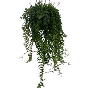 Aeschynanthus Japhrolepis Aeschynanthus 'Japhrolepis'
(7 Plants/Order)(15cmP 40cmH)