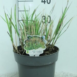 Miscanthus sinensis Grosse Fontaene Miscanthus sinensis 'Grosse Fontaene' P23
(1 Plants/Order)(23cmP 40cmH)