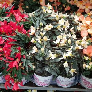 Begonia Waterfall begonia Waterfall mix laag
(9 Plants/Order)(12cmP 20cmH)