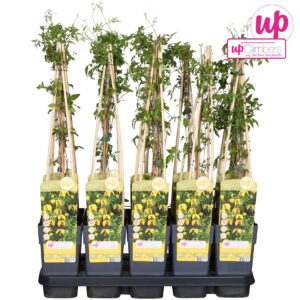 Clematis tibetana tangutica Clematis tangutica P15
(10 Plants/Order)(15cmP 65cmH)