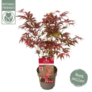 Acer palmatum Atropurpureum Acer palm. 'Atropurpureum'
(6 Plants/Order)(15cmP 45cmH)