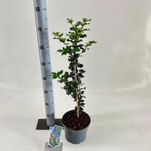 Ilex meserveae Blue Princess Ilex meserveae 'Blue Princess'
(1 Plants/Order)(19cmP 60cmH)
