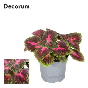 Coleus Coleus Park Avenue Decorum
(6 Plants/Order)(13cmP 20cmH)