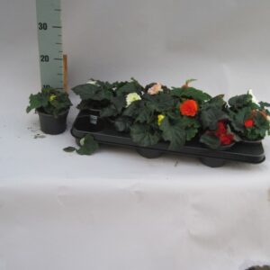 Begonia Dubble GRE Knolbegonia mixed
(12 Plants/Order)(10.5cmP 15cmH)