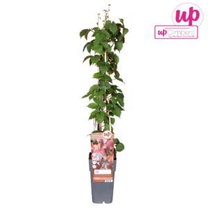 Parthenocissus tricuspidata Veitch Parthenocissus tricuspidata 'Veitch Boskoop' P15
(10 Plants/Order)(15cmP 65cmH)