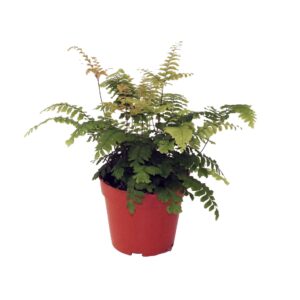 Adiantum Bronze Venus Adiantum 'Bronze Venus'
(10 Plants/Order)(12cmP 30cmH)