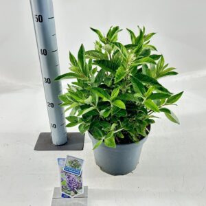Buddleja Butterfly Candy lilac Sweet Buddleja d. Butt. Candy® lilac Sweetheart ('BotEx 002'PBR)
(1 Plants/Order)(23cmP 40cmH)