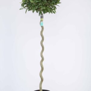 Laurus nobilis Laurus nobilis Spiraal stam
(1 Plants/Order)(30cmP 200cmH)