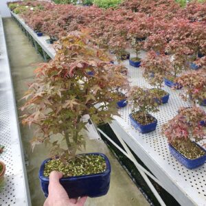 Acer palmatum Deshojo Acer palmatum Deshojo, 18 cm.
(4 Plants/Order)(19cmP 30cmH)