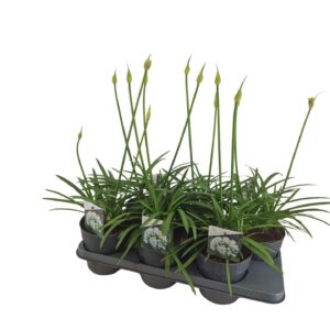 Agapanthus Charlotte Agapanthus wit. 15cm 2-5 knoppen boven gewas
(6 Plants/Order)(15cmP 80cmH)
