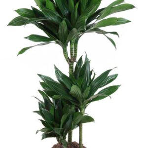 Dracaena Green Jewel Dracaena Green Jewel 60-30-15
(1 Plants/Order)(21cmP 120cmH)