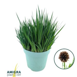 Juncus ensifolius Juncus Ensifolia
(6 Plants/Order)(17cmP 30cmH)