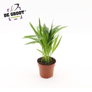 Chrysalidocarpus Areca palm
(10 Plants/Order)(12cmP 35cmH)