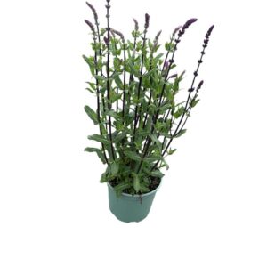 Salvia nemorosa Salvia 'Caradonna'
(1 Plants/Order)(17cmP 60cmH)