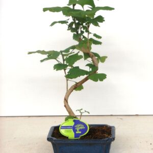 Ginkgo Ginkgo biloba shape
(5 Plants/Order)(19cmP 35cmH)