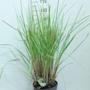 Cortaderia selloana Pumila Cortaderia selloana 'Pumila' P29
(1 Plants/Order)(29cmP 100cmH)