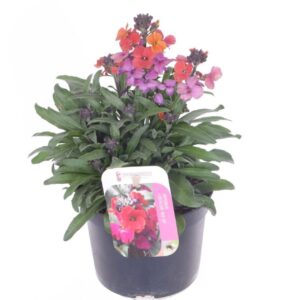Erysimum Erysimum Erysistible Magenta
(8 Plants/Order)(13cmP 30cmH)