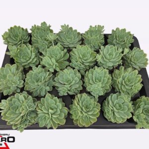 Echeveria elegans Echeveria Elegans P5,5 XL
(20 Plants/Order)(5.5cmP 7cmH)