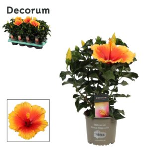 Hibiscus Salsa Decorum Hibiscus Salsa bicolor oranje/rood
(8 Plants/Order)(13cmP 35cmH)