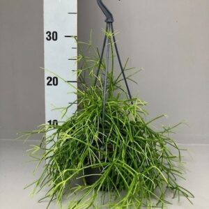 Rhipsalis Rhipsalis cassutha Oasis 14 cm
(7 Plants/Order)(14cmP 40cmH)