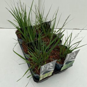 Molinia caerulea Molinia mix in tray
(6 Plants/Order)(17cmP 40cmH)