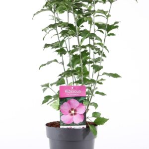 Hibiscus syriacus Hibiscus syr. 'Woodbridge' P21/C4.6
(1 Plants/Order)(21cmP 85cmH)