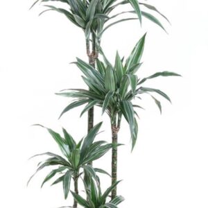 Dracaena Warneckei Dracaena Warneckei 90-60-30-15
(1 Plants/Order)(27cmP 140cmH)