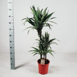 Dracaena White Stripe Dranaena white stripe 603015 105cm
(1 Plants/Order)(21cmP 105cmH)