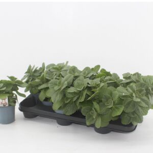 Coleus Verpiss Dich Coleus Verpiss Dich
(12 Plants/Order)(10.5cmP 15cmH)