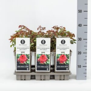 Rosa Rosa (F) Red Leonardo da Vinci ®, C3
(6 Plants/Order)(17cmP 20cmH)