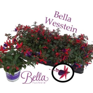 Fuchsia Bella Fuchsia Sacha bella Fuchsia 'Sasha' ( Staand )
(12 Plants/Order)(10.5cmP 25cmH)