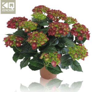Hydrangea Hi Fire hydrangea m "HI FIRE"
(6 Plants/Order)(14cmP 40cmH)