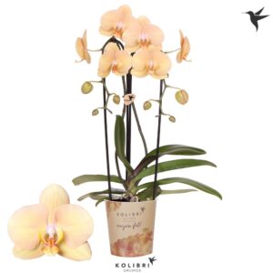 Phalaenopsis Elegant Cascade Kolibri Orchids Phalaenopsis Cascade Niagara Fall Golden River 2 spike
(6 Plants/Order)(12cmP 45cmH)