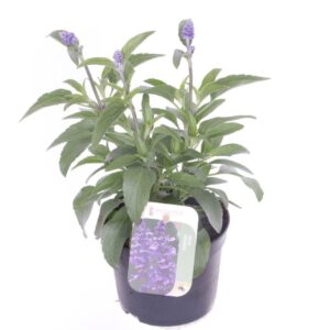 Salvia farinacea Salvia farinacea
(8 Plants/Order)(13cmP 30cmH)