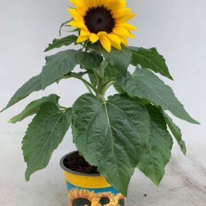 Helianthus Choco Sun Helianthus Sunsation
(6 Plants/Order)(13cmP 30cmH)