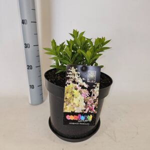 Hydrangea paniculata Hydrangea paniculata Confetti
(1 Plants/Order)(26cmP 55cmH)