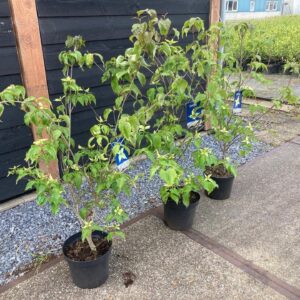 Cornus kousa Cornus kousa mix
(1 Plants/Order)(26cmP 624cmH)