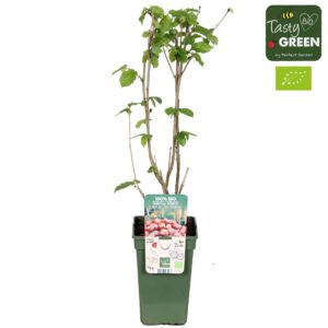 Corylus Roter Zellernusz Corylus Red Zellernoot Bio P19
(6 Plants/Order)(19cmP 50cmH)