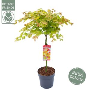 Acer shirasawanum Acer shir. 'Moonrise' C14 laagstam
(1 Plants/Order)(30cmP 120cmH)