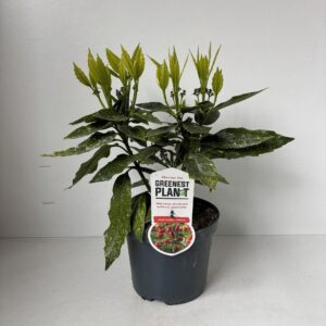 Aucuba Variegata Aucuba japonica 'Variegata'
(1 Plants/Order)(19cmP 35cmH)