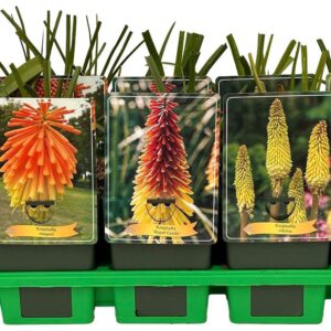 Kniphofia uvaria Kniphofia mix laag P11
(10 Plants/Order)(11cmP 25cmH)
