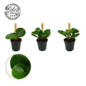 Peperomia Green Gold Peperomia Obtusifolia green 5,5cm
(20 Plants/Order)(5.5cmP 10cmH)