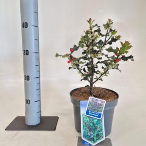 Ilex meserveae Blue Angel Ilex meserveae 'Blue Angel'
(1 Plants/Order)(19cmP 30cmH)