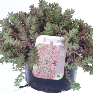 Sedum album Coral Carpet Sedum album Coral Carpet
(6 Plants/Order)(17cmP 20cmH)