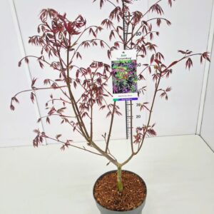 Acer palmatum Trompenburg Acer palm. 'Trompenburg' 60-80C7
(1 Plants/Order)(25cmP 80cmH)