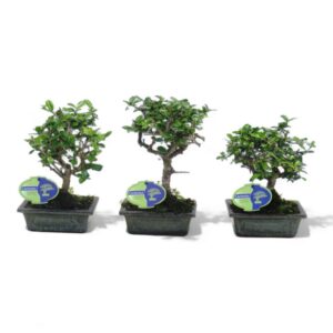 Bonsai Carmona macrophylla, 15cm., broom, without drip tray
(10 Plants/Order)(15cmP 25cmH)