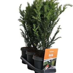 Taxus baccata Hedgeline Taxus baccata 50-60 C3
(3 Plants/Order)(19cmP 65cmH)